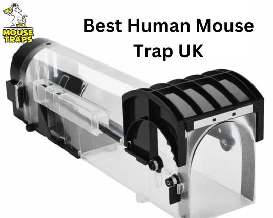 What Are The Best Humane Mouse Trap Type In UK?