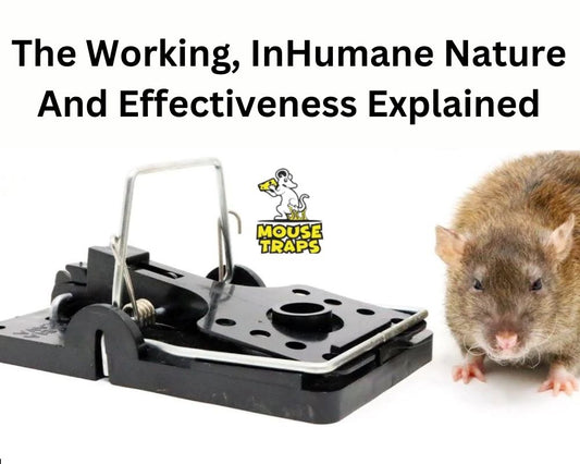 Are Snap Traps Humane For Mice? How Effective They Are?
