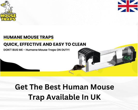 Buy Traps For Rats Online In UK From MouseTraps
