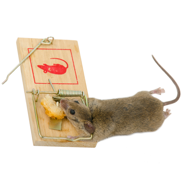 How to dispose of dead rats safely and hygienically? – MOUSE TRAPS