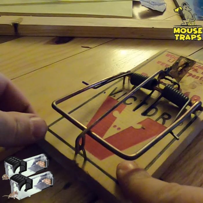 How To Set A Mouse Trap - Trap Strategically