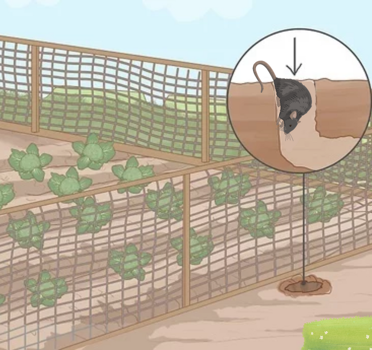 How to keep rats out of the garden shed? MOUSE TRAPS