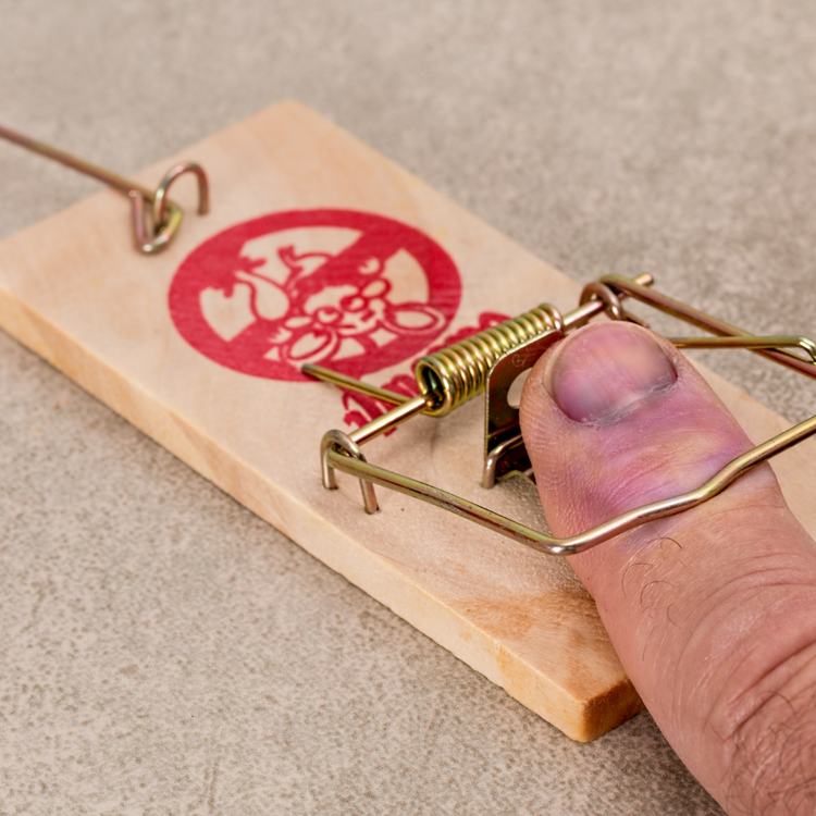 Trap Risk What are the risks of using snap traps? – MOUSE TRAPS